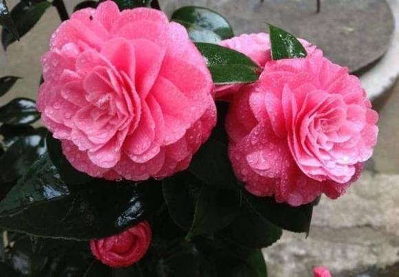 hoa trà, cách trồng hoa trà, cách trồng hoa trà mùa hè