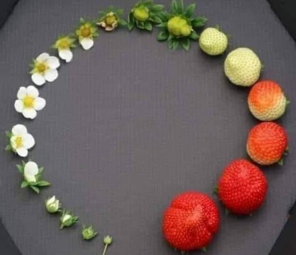 cắt chanh, mẹo cắt chanh nhiều nước, mẹo vặt, mẹo thực phẩm, mẹo nhà bếp