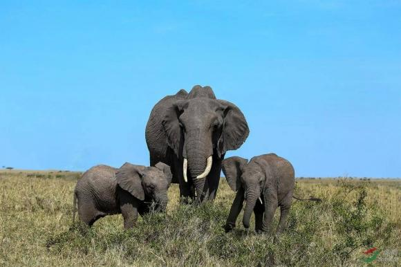 tại sao không nuôi voi để làm kinh tế, thông tin thú vị, voi có giá trị cao