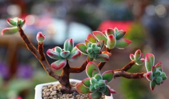 vỏ chuối, tưới cây, bón cây, chăm sóc cây