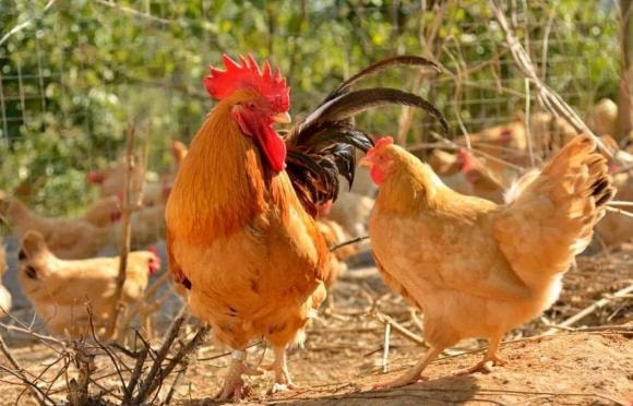 cổ nhân, người xưa, Đàn ông sợ gà, đàn bà sợ cừu, 