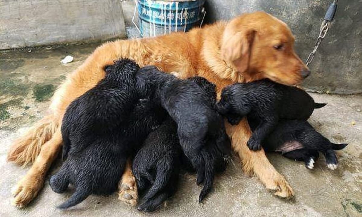 Chó mẹ lông vàng lại đẻ được toàn con màu đen, cả chủ lần chó đều ngỡ ngàng