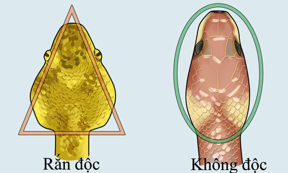 Cách phân biệt rắn độc với rắn không độc, giúp bạn thoát hiểm khi cần thiết
