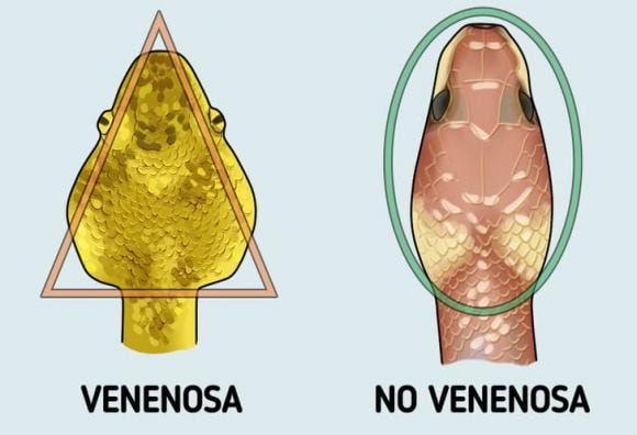 rắn độc, nhận biết rắn độc, kiến thức 