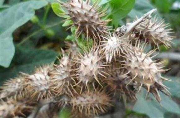 thái giám, Tôn Diệu Đình, quả ké đầu ngựa, hoạn quan