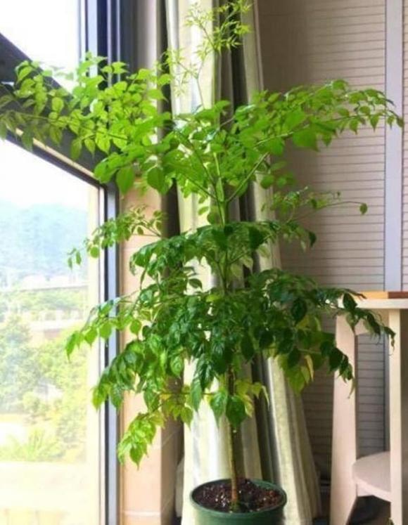 cây hạnh phúc, cây trồng trong nhà, cách trồng cây hạnh phúc