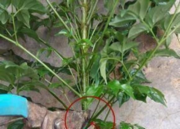 cây hạnh phúc, cây trồng trong nhà, cách trồng cây hạnh phúc