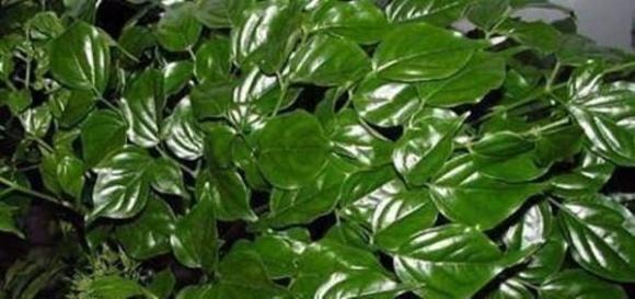 cây hạnh phúc, cây trồng trong nhà, cách trồng cây hạnh phúc