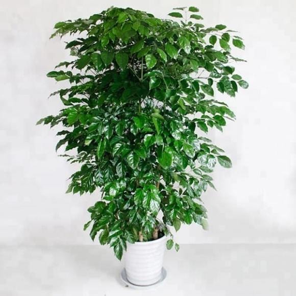cây hạnh phúc, cây trồng trong nhà, cách trồng cây hạnh phúc
