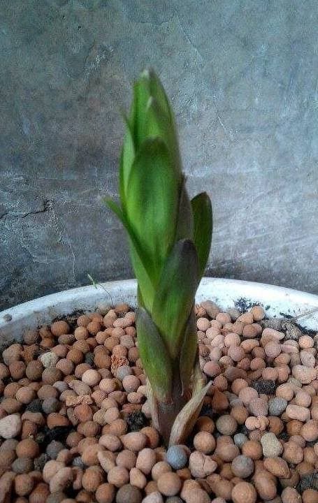 trồng cây, mẹo hay để trồng cây, mẹo hay khi trồng cây