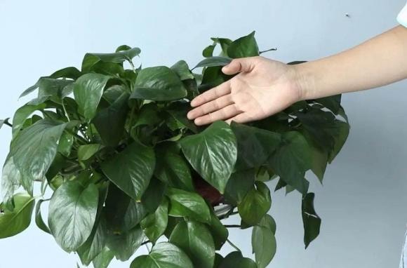 trầu bà xanh, cây cảnh, cây trầu bà