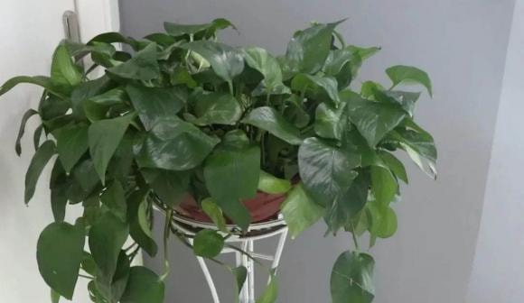 trầu bà xanh, cây cảnh, cây trầu bà