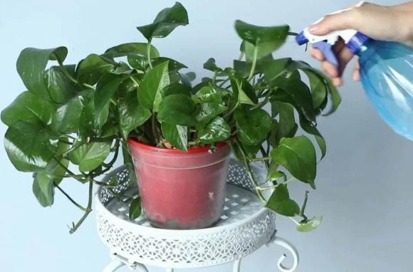 trầu bà xanh, cây cảnh, cây trầu bà