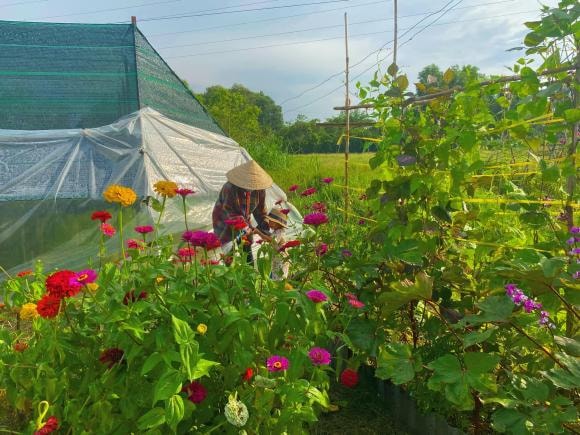 trồng cây, kinh nghiệm trồng cây, trồng cây trong vườn 