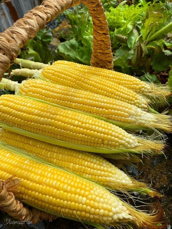 trồng cây, kinh nghiệm trồng cây, trồng cây trong vườn 