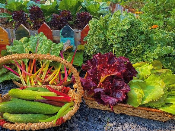 trồng cây, kinh nghiệm trồng cây, trồng cây trong vườn 