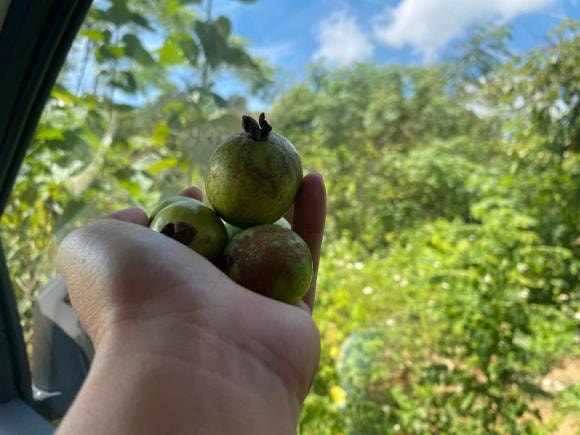 Thái Thùy Linh, ca sĩ Thái Thùy Linh, sao Việt
