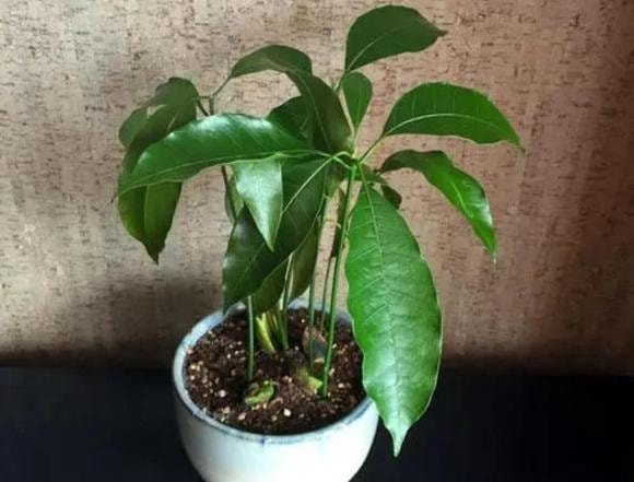 cây cảnh, ươm trồng, cây xoài, cây thanh long