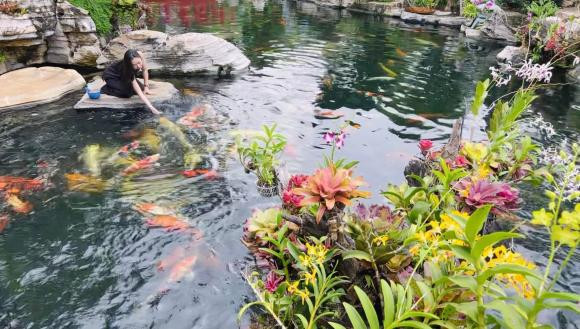 ca sĩ Hà Thanh Xuân, chồng Hà Thanh Xuân, Vua cá Koi, sao Việt