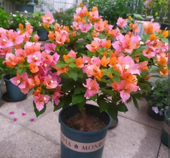 chăm sóc cây, hoa giấy, hoa nhài, hoa hồng sa mạc, trồng cây cảnh