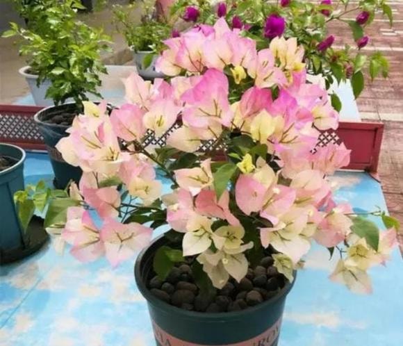 chăm sóc cây, hoa giấy, hoa nhài, hoa hồng sa mạc, trồng cây cảnh