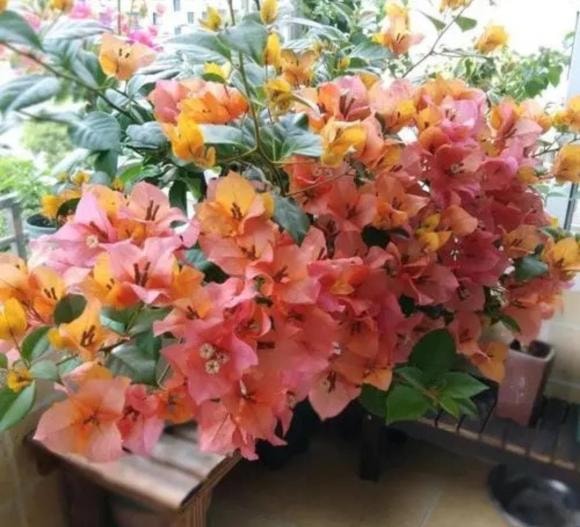 chăm sóc cây, hoa giấy, hoa nhài, hoa hồng sa mạc, trồng cây cảnh