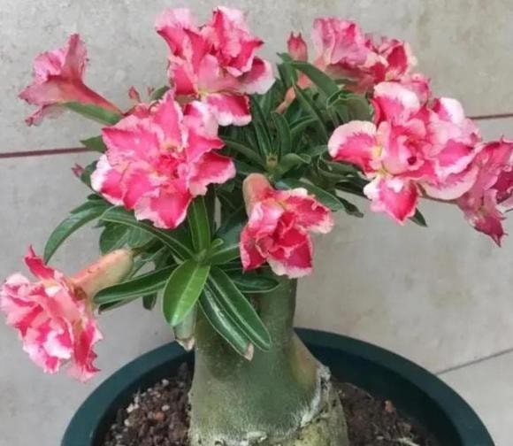 chăm sóc cây, hoa giấy, hoa nhài, hoa hồng sa mạc, trồng cây cảnh
