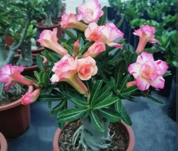 chăm sóc cây, hoa giấy, hoa nhài, hoa hồng sa mạc, trồng cây cảnh