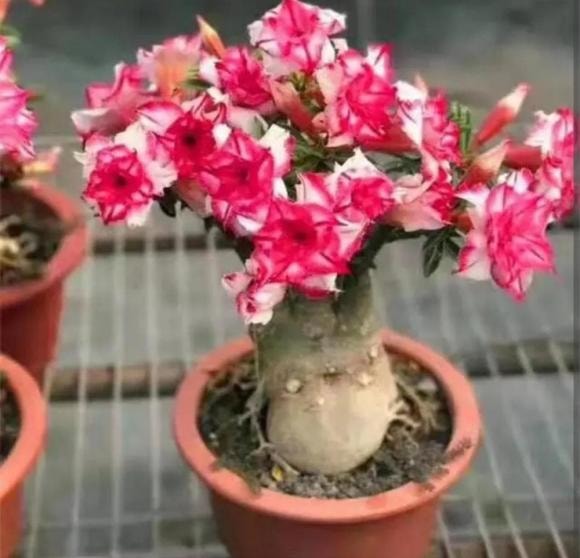 chăm sóc cây, hoa giấy, hoa nhài, hoa hồng sa mạc, trồng cây cảnh