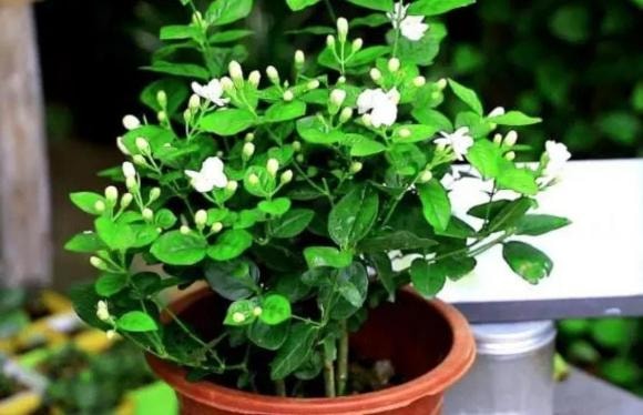 chăm sóc cây, hoa giấy, hoa nhài, hoa hồng sa mạc, trồng cây cảnh