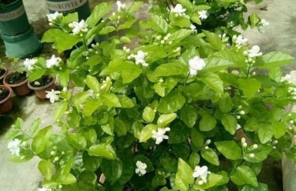 chăm sóc cây, hoa giấy, hoa nhài, hoa hồng sa mạc, trồng cây cảnh