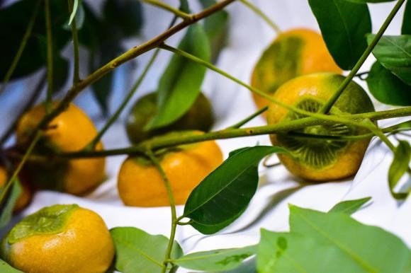 bánh trung thu, bánh trung thu hình quả hồng, cách làm bánh 
