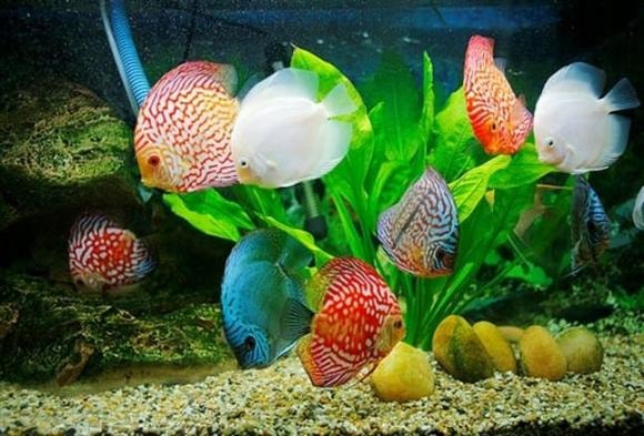 Đồ vật không được di chuyển, phong thủy nhà, sai lầm phong thủy
