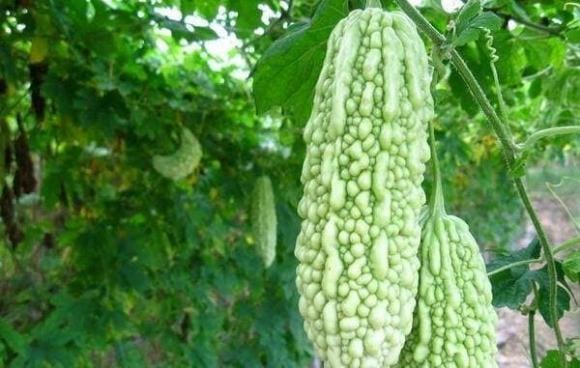 ẩm thực, món ngon mỗi ngày, mướp đắng xào thịt