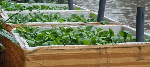 trồng cây, trồng cây bằng thùng xốp, kiến thức 