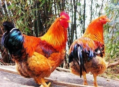 tử vi, con giáp, con giáp nữ