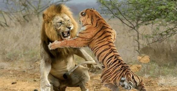 hổ và sư tử, sư tử, loài vật nào mạnh hơn