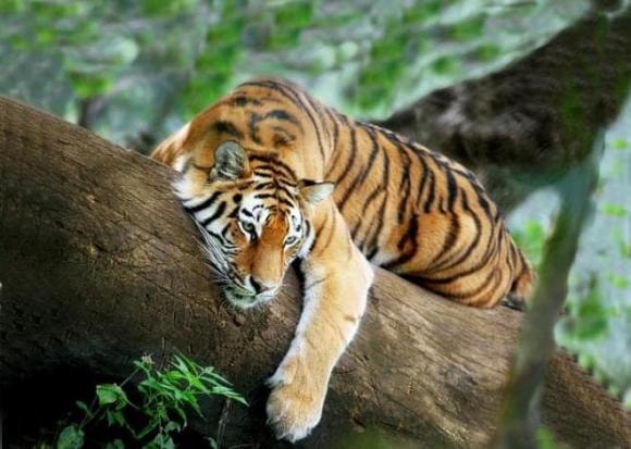 12 con giáp, tử vi 2022, tử vi hàng ngày, tử vi thứ 4 ngày 14/9/2022