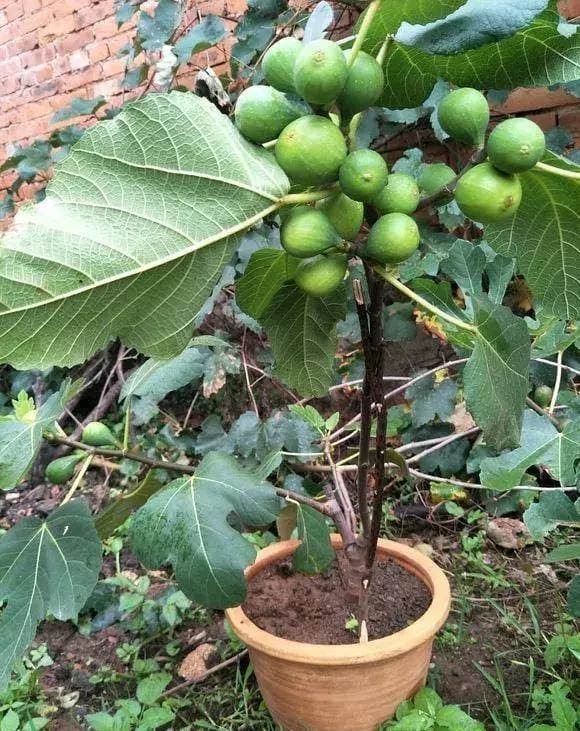 trồng cây, cây sung, cây sung mỹ