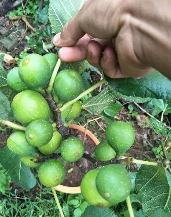 trồng cây, cây sung, cây sung mỹ