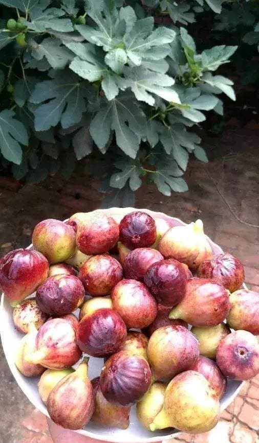 trồng cây, cây sung, cây sung mỹ
