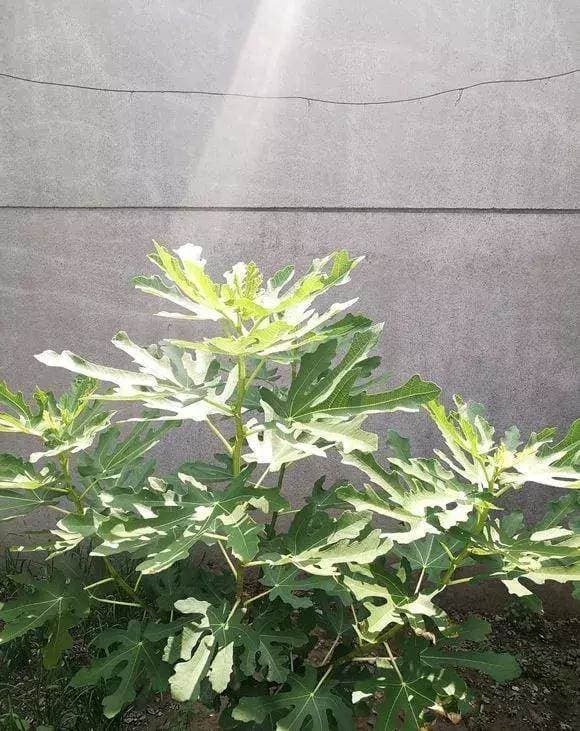trồng cây, cây sung, cây sung mỹ