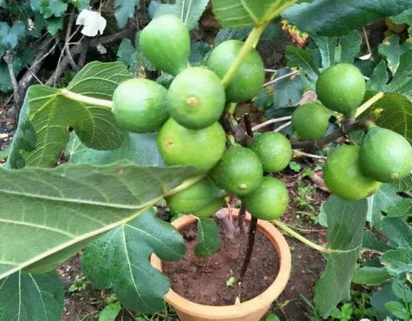 trồng cây, cây sung, cây sung mỹ