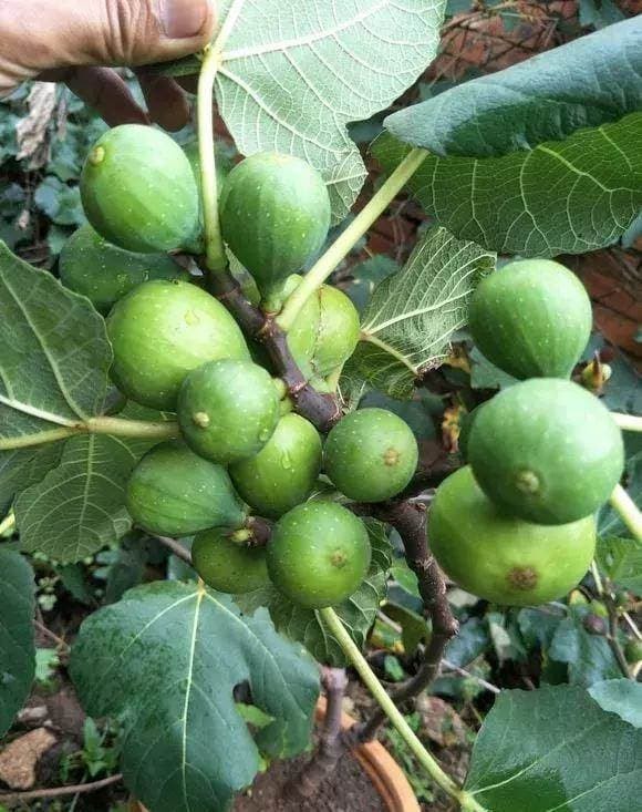 trồng cây, cây sung, cây sung mỹ