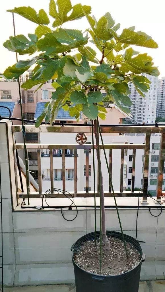 trồng cây, cây sung, cây sung mỹ