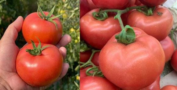 cà chua, mua cà chua, mẹo chọn rau củ quả, mẹo hay