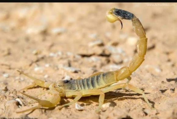  bọ cạp Deathstalker, nọc độc, bọ cạp