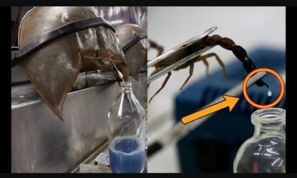  bọ cạp Deathstalker, nọc độc, bọ cạp