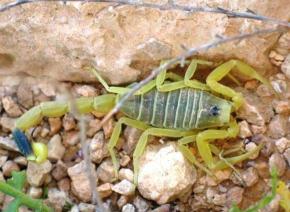  bọ cạp Deathstalker, nọc độc, bọ cạp