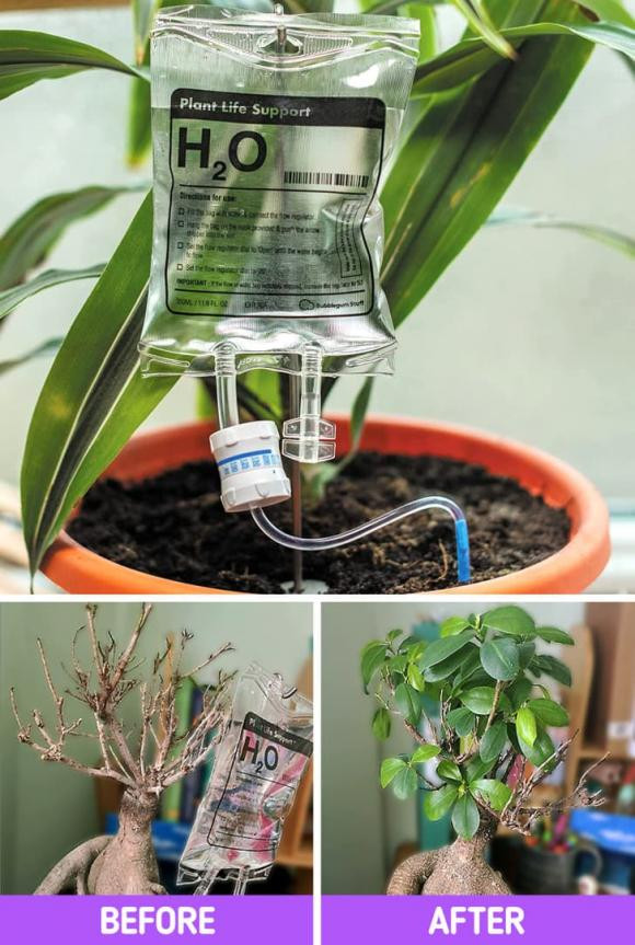 cây trồng, cây trồng chết, kiến thức 